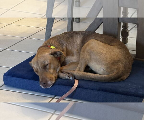 Medium Photo #4 Unknown-Vizsla Mix Puppy For Sale in Lighthouse Point, FL, USA