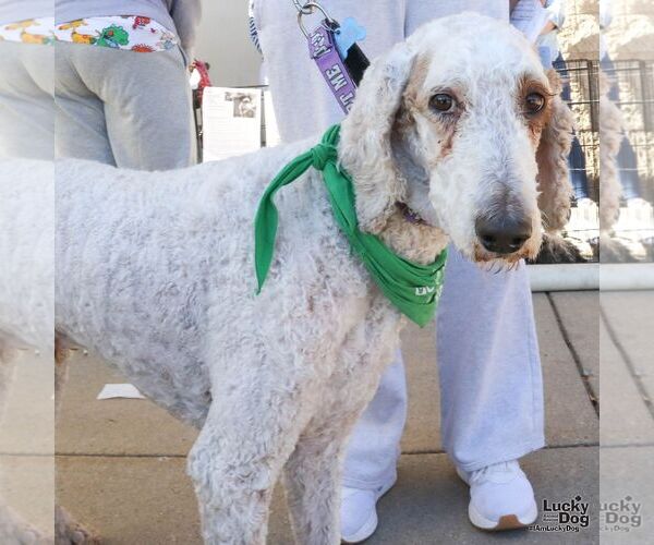 Medium Photo #4 Poodle (Standard)-Unknown Mix Puppy For Sale in Washington, DC, USA