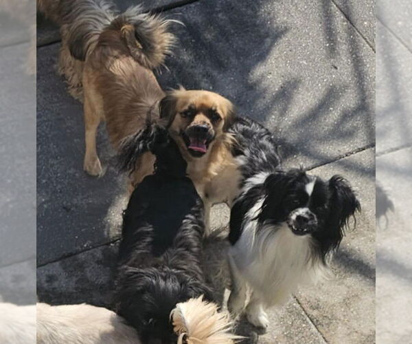Medium Photo #5 Shiranian Puppy For Sale in Oakhurst, NJ, USA