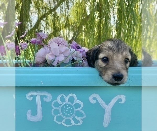 Medium Photo #12 Dachshund Puppy For Sale in SAVANNAH, TX, USA