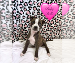 Small #6 Labrador Retriever-Plott Hound Mix