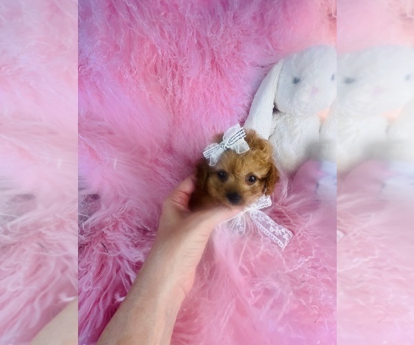 Medium Photo #20 Poodle (Toy) Puppy For Sale in MIAMI, FL, USA
