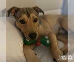Small #6 Retriever  Mix