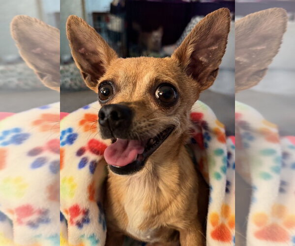 Medium Photo #2 Chihuahua Puppy For Sale in Omaha, NE, USA
