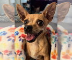 Small #1 Chihuahua