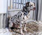 Small Photo #1 Dalmatian Puppy For Sale in ARTHUR, IL, USA