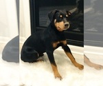 Small Photo #10 Rottweiler Puppy For Sale in CONROE, TX, USA