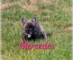 Puppy Mercedes American Bulldog-French Bulldog Mix