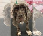 Small Photo #1  Puppy For Sale in , 