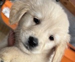 Small #1 Golden Retriever