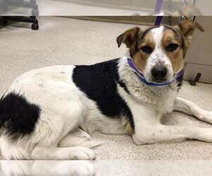 Border Collie Dogs for adoption in Riverside, CA, USA