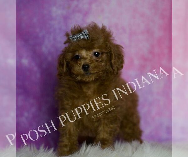 Medium Photo #4 Poodle (Miniature) Puppy For Sale in WARSAW, IN, USA