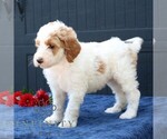 Small #3 Goldendoodle