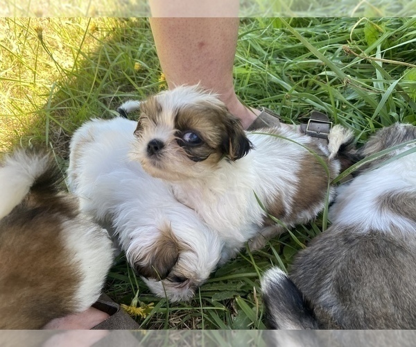 Medium Photo #23 Shih Tzu Puppy For Sale in VENETA, OR, USA