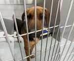 Small #1 Rhodesian Ridgeback Mix