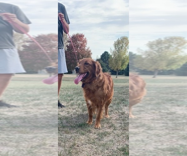 Medium Photo #1 Goldendoodle (Miniature) Puppy For Sale in HULL, IA, USA