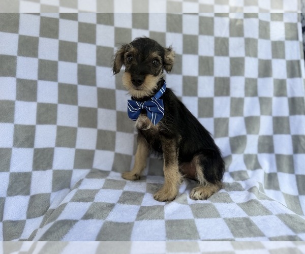 Medium Photo #8 Schnauzer (Miniature) Puppy For Sale in LAKELAND, FL, USA