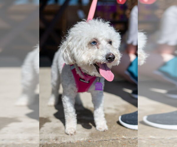 Medium Photo #5 Poodle (Miniature)-Unknown Mix Puppy For Sale in Mundelein, IL, USA
