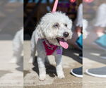 Small #4 Poodle (Miniature) Mix