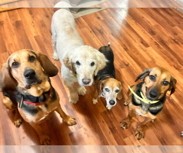 Medium Photo #4 Mutt Puppy For Sale in Rustburg, VA, USA