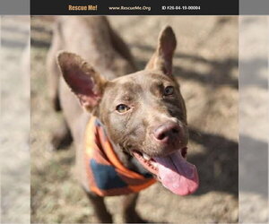 American Staffordshire Terrier-Labrador Retriever Mix Dogs for adoption in Benton, PA, USA