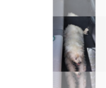Small #1 Mutt