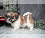Small #2 Shih Tzu