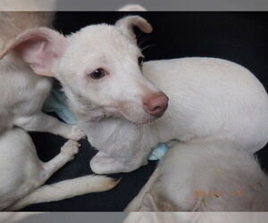 Chihuahua-Unknown Mix Dogs for adoption in Oroville, CA, USA