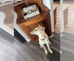 Small #8 Labrador Retriever Mix