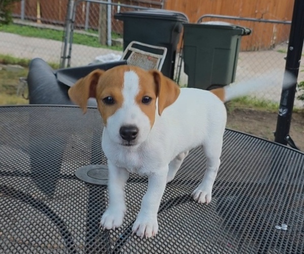 Medium Photo #2 Jack Russell Terrier Puppy For Sale in GRAND PRAIRIE, TX, USA