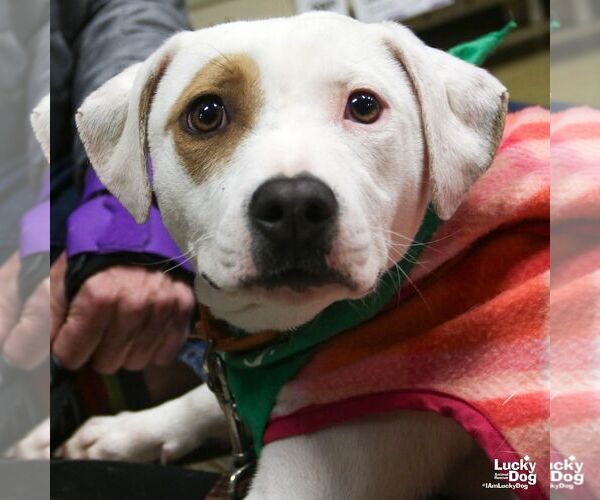 Medium Photo #3 Labrador Retriever-Unknown Mix Puppy For Sale in Washington, DC, USA