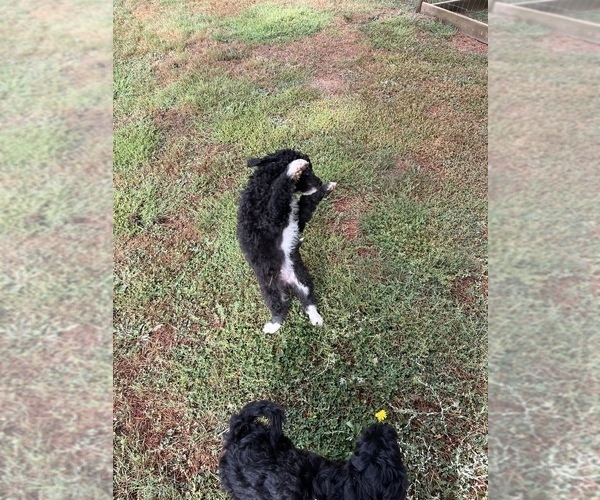 Medium Photo #5 Aussiedoodle Puppy For Sale in OLYMPIA, WA, USA