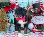 Small Photo #1 Greater Swiss Mountain Dog-Poodle (Standard) Mix Puppy For Sale in LANCASTER, PA, USA