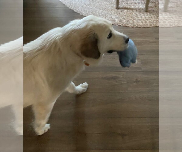 Medium Photo #5 Great Pyrenees Puppy For Sale in Dallas, TX, USA