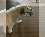 Small #4 Great Pyrenees