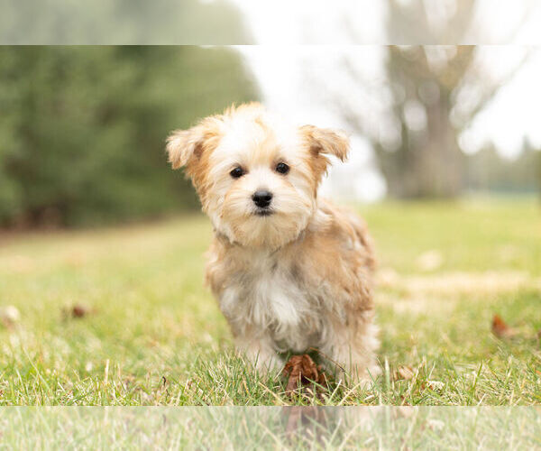 Medium Photo #1 Morkie Puppy For Sale in NAPPANEE, IN, USA