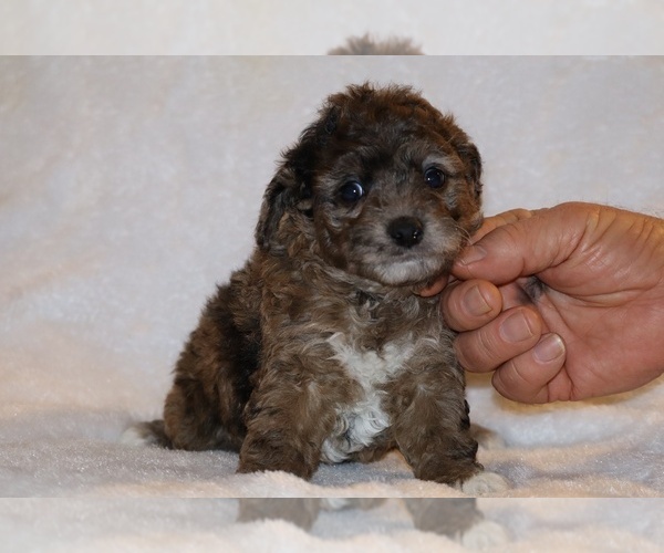 Medium Photo #15 Poodle (Toy) Puppy For Sale in DYERSBURG, TN, USA