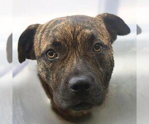 Holland Shepherd Dogs for adoption in San Antonio, TX, USA