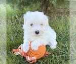 Small #2 Maltese