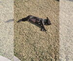 Small #4 Boxer Mix