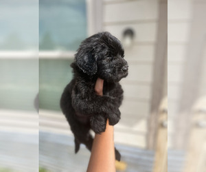 Goldendoodle Puppy for sale in HOUSTON, TX, USA
