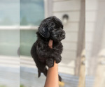 Small Goldendoodle