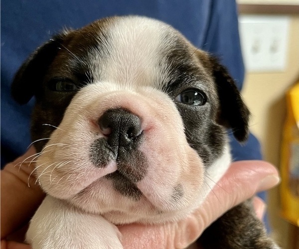 Medium Photo #4 Boston Terrier Puppy For Sale in BURLESON, TX, USA