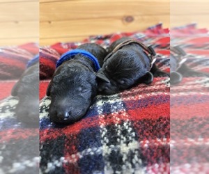 Labradoodle Puppy for sale in WILLIAMSTOWN, KY, USA