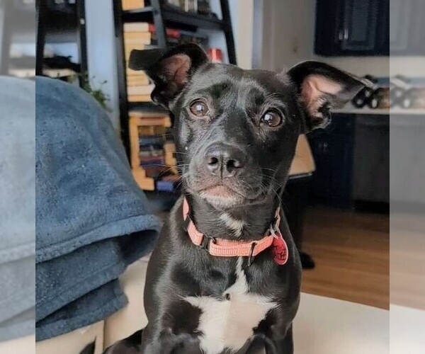 Medium Photo #5 Mountain Cur-Unknown Mix Puppy For Sale in Boston, MA, USA