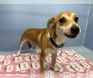 Chihuahua Dogs for adoption in San Bernardino, CA, USA
