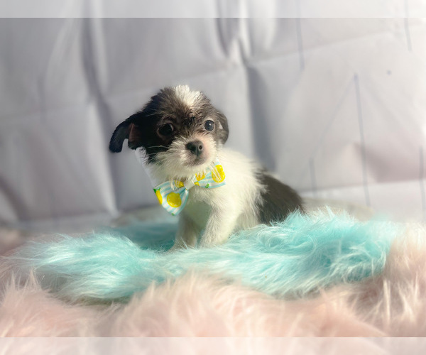 Medium Photo #3 ShiChi Puppy For Sale in KINSTON, NC, USA