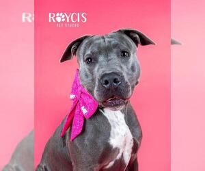 Mutt Dogs for adoption in West Valley, UT, USA