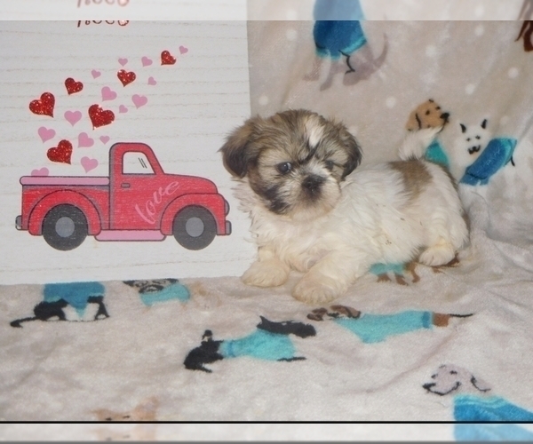 Medium Photo #2 Shih Tzu Puppy For Sale in NEW YORK MILLS, MN, USA