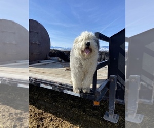 Father of the Sheepadoodle puppies born on 02/17/2023